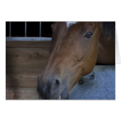 HORSE IN STABLE (Front Horizontal)