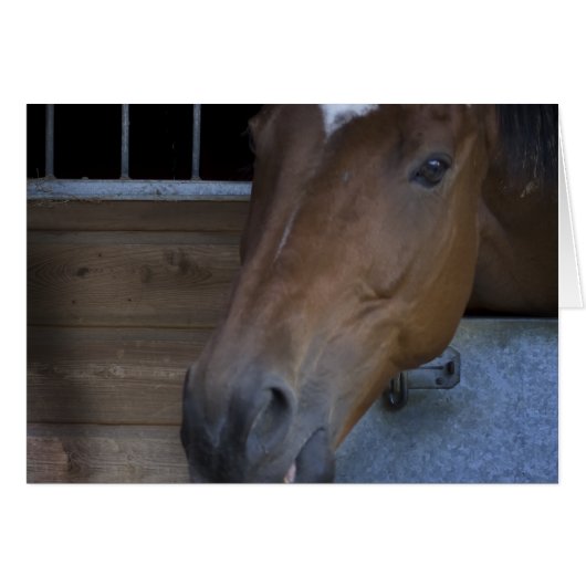 HORSE IN STABLE CARDS (Front Horizontal)