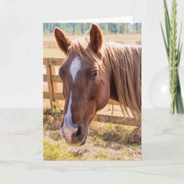 Horse in Sunlight Photograph Blank Inside Card (Front)