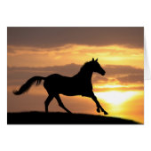 Horse In Sunset (Front Horizontal)