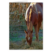 Horse in Sunset (Front)
