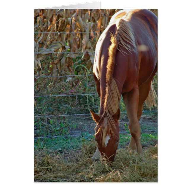 Horse in Sunset Cards (Front)