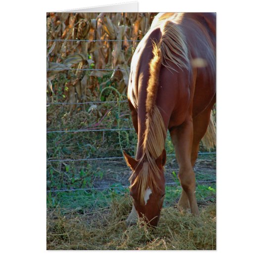 Horse in Sunset Cards (Front)