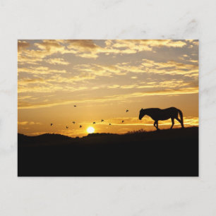Horse in Sunset Postcard