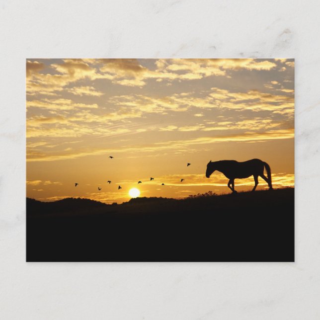 Horse in Sunset Postcard (Front)