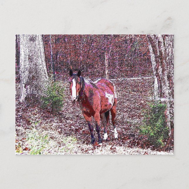Horse in the Forest Postcard (Front)