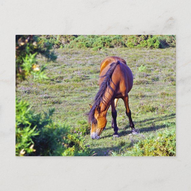 horse in the meadow postcard (Front)