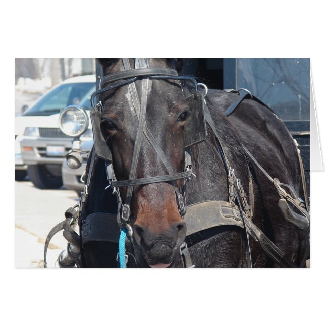 Horse In The Parking Lot Cards (Front Horizontal)