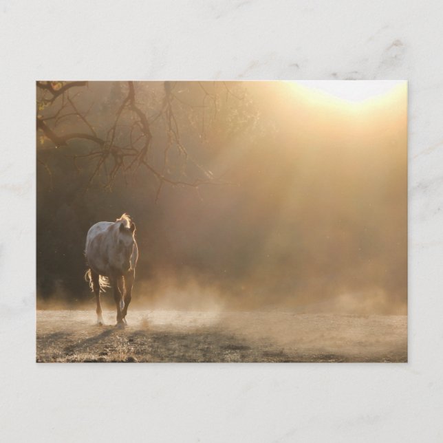 Horse in the sunlight postcard (Front)