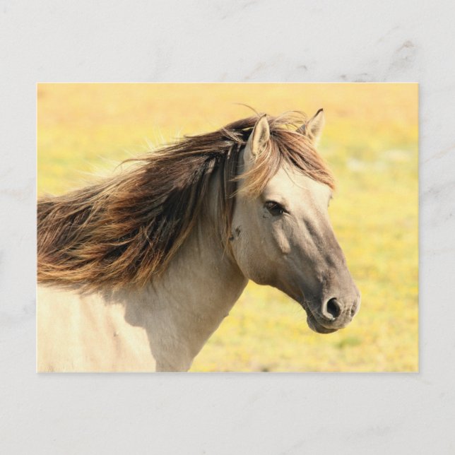 Horse in the wild postcard (Front)