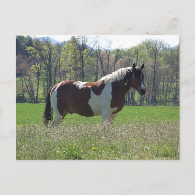 Horse in the Wildflowers Postcard (Front)