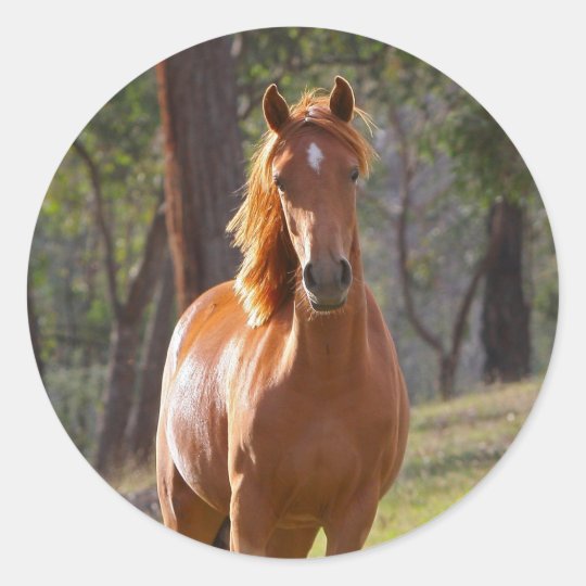 Horse In The Woods Classic Round Sticker