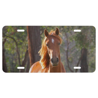 Horse In The Woods License Plate