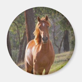 Horse In The Woods Magnet