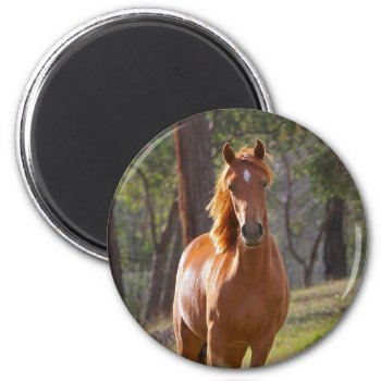 Horse In The Woods Magnet by bonfireanimals at Zazzle