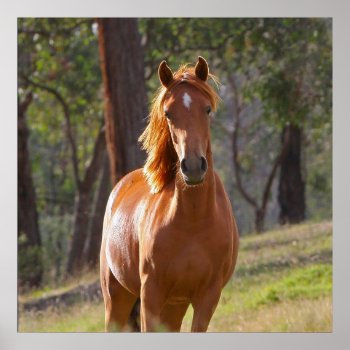 Horse In The Woods Poster by bonfireanimals at Zazzle