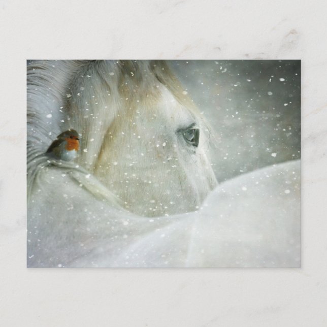 horse in winter postcard (Front)