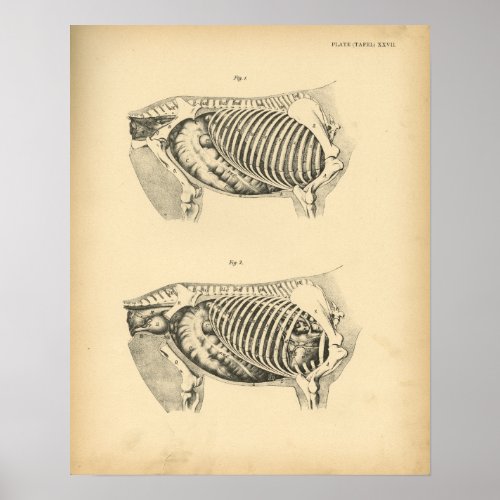 Horse Internal Anatomy 1908 Vintage Print