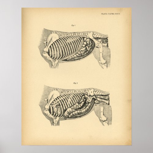 Horse Internal Anatomy 1908 Vintage Print