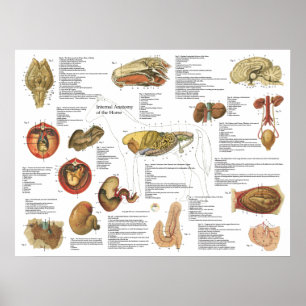 Horse Internal Anatomy Chart 18" X 24"