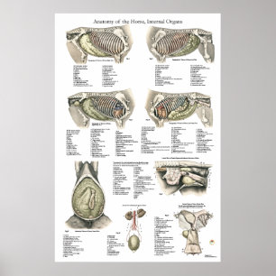Horse Internal Anatomy Poster Chart