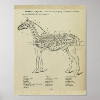 Horse Internal Anatomy Print by AcupunctureProducts at Zazzle