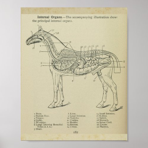 Horse Internal Anatomy Print