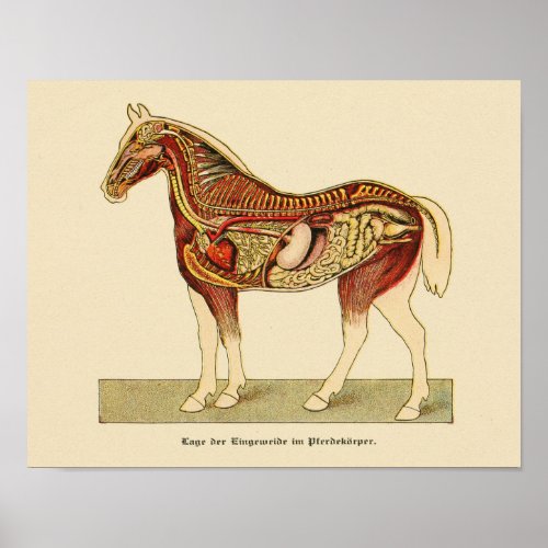 Horse Internal Anatomy Print Vintage 1917