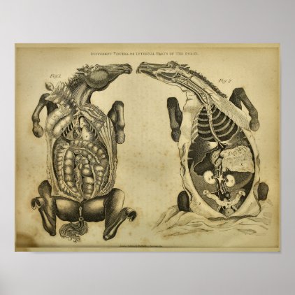 Horse Internal Anatomy Vintage Veterinary Print