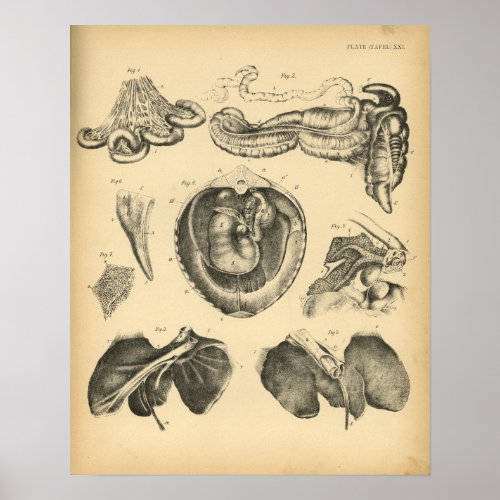 Horse Internal Organs Anatomy 1908 Vintage Print