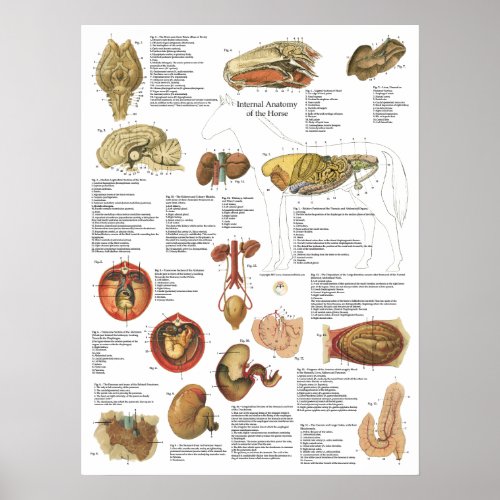 Horse Internal Organs Anatomy Brain Stomach Chart