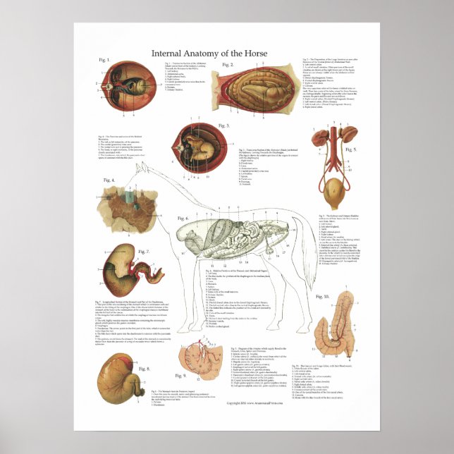 Horse Internal Organs Anatomy Veterinary Chart (Front)