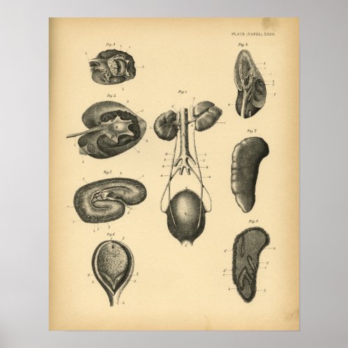 Horse Kidney Anatomy 1908 Vintage Print