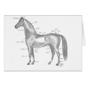 Horse labelled (Front Horizontal)