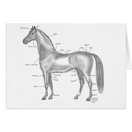 Horse labelled cards (Front Horizontal)