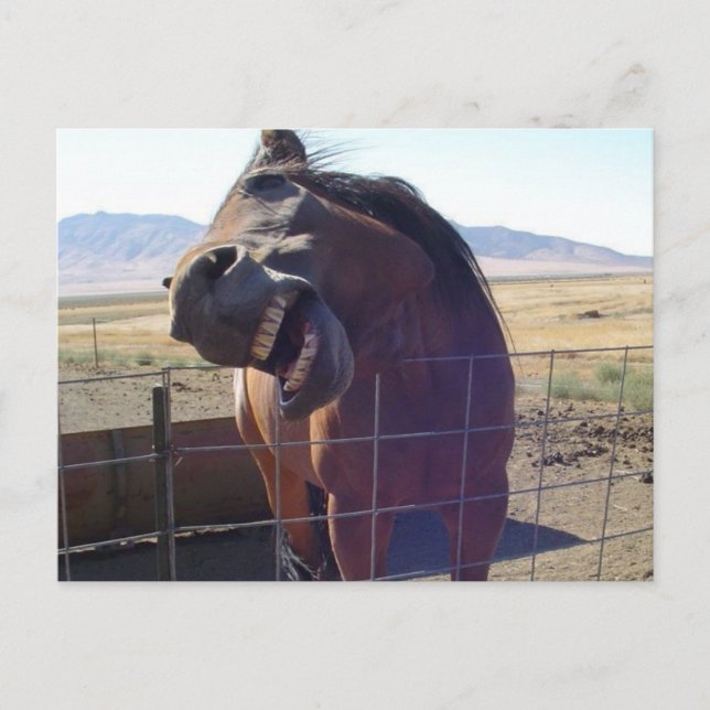 Horse Laughing Postcard (Front)