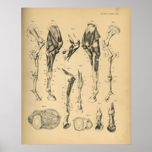 Horse Leg Bones Muscle Anatomy 1908 Vintage Print