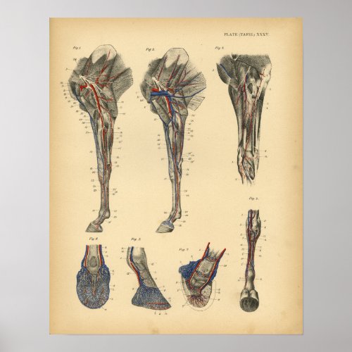 Horse Leg Foot Anatomy 1908 Vintage Print