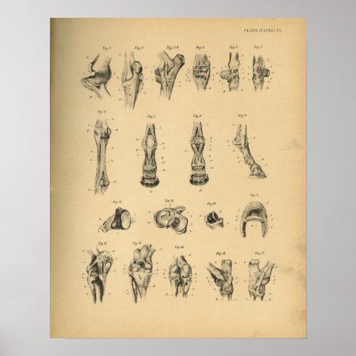 Horse Leg Joints Anatomy 1908 Vintage Print