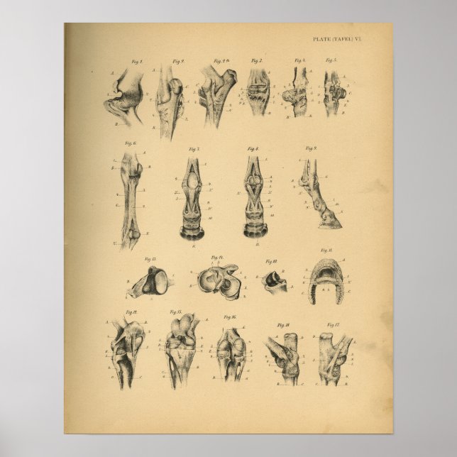 Horse Leg Joints Anatomy 1908 Vintage Print (Front)