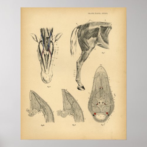 Horse Leg Muscle Anatomy 1908 Vintage Print