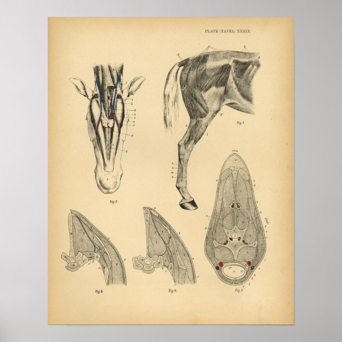 Horse Leg Muscle Anatomy 1908 Vintage Print Zazzle Com