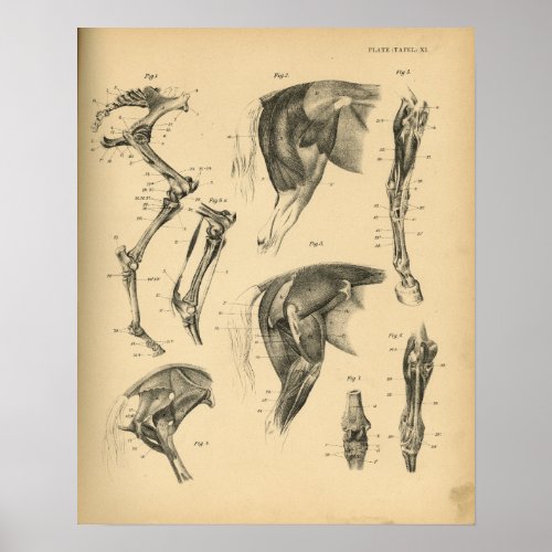 Horse Leg Muscles Anatomy 1908 Vintage Print