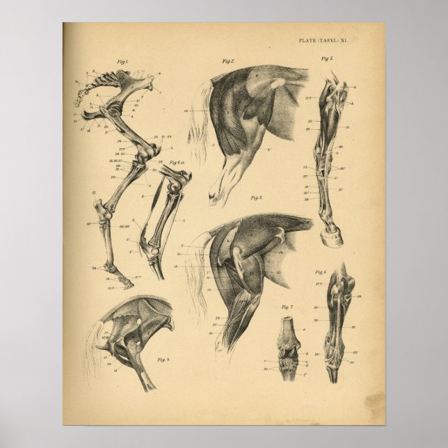 Horse Leg Muscles Anatomy 1908 Vintage Print (Front)