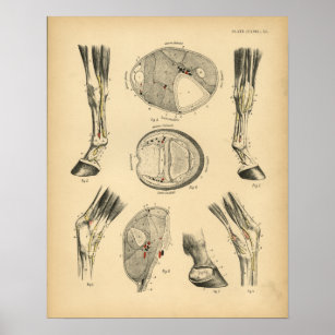 Horse Leg Tendons Anatomy 1908 Vintage Print