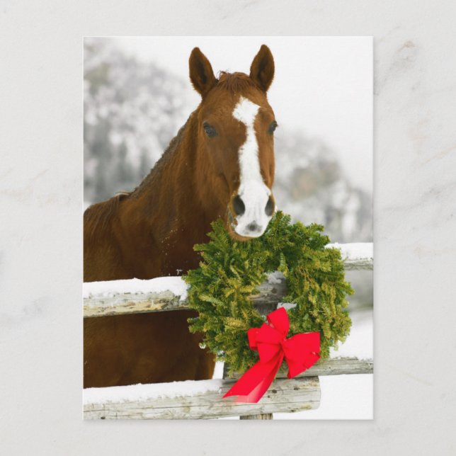 Horse looking over fence postcard (Front)