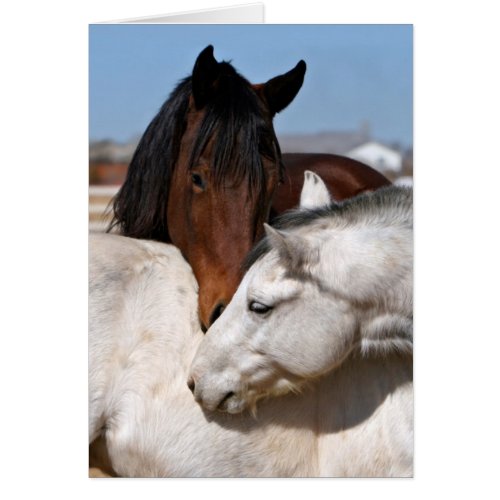 Horse Love