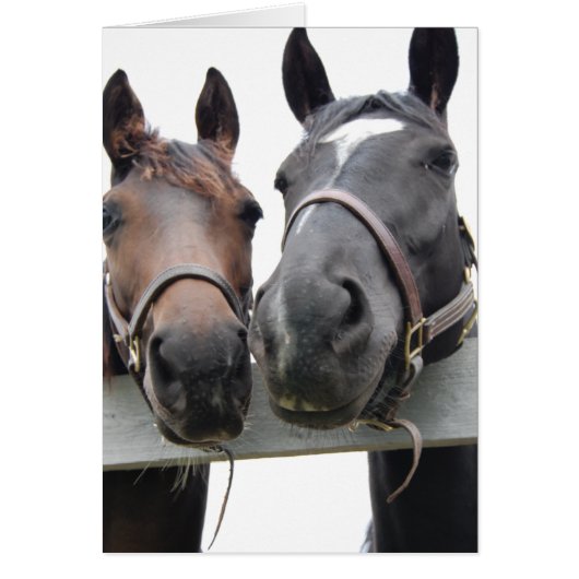 Horse-Love Cards (Front)