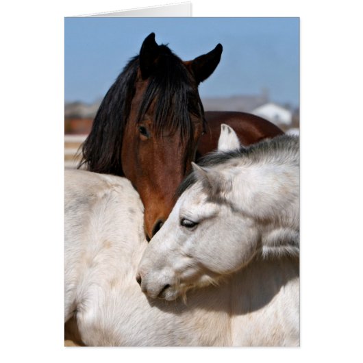 Horse Love Cards (Front)