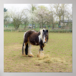 Horse love - cute Tinker Poster